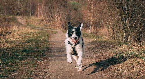 Viajar con tu perro en la autocaravana
