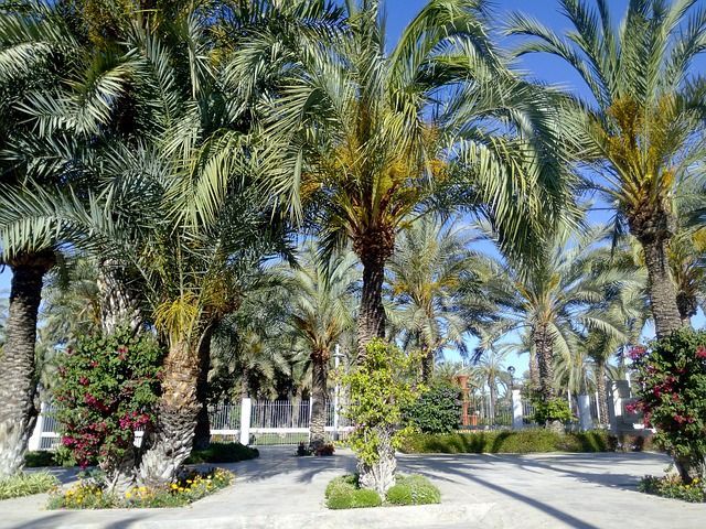 elche alicante