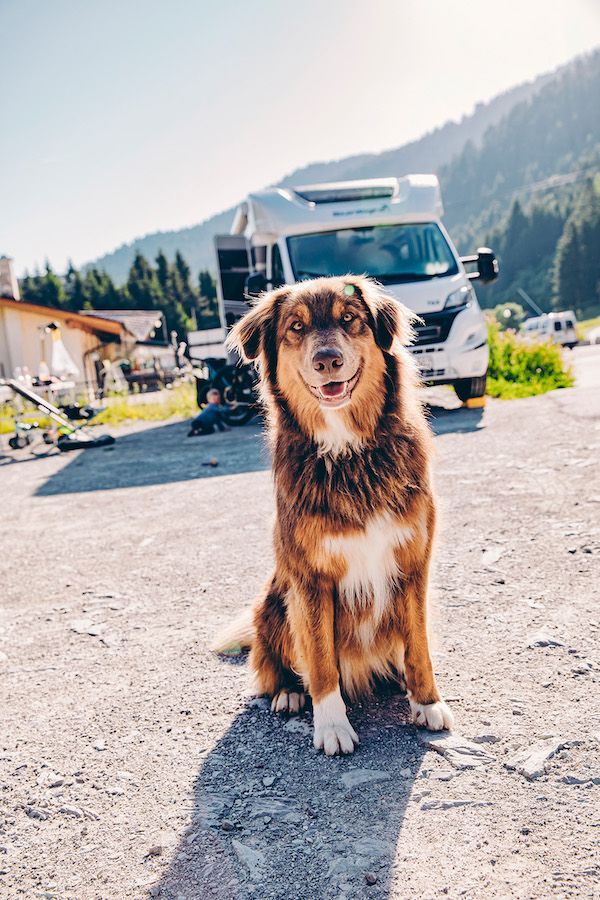 perro caravana